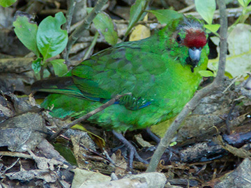 カカリキ　/　Kakariki（Red-crowned Parakeet）
