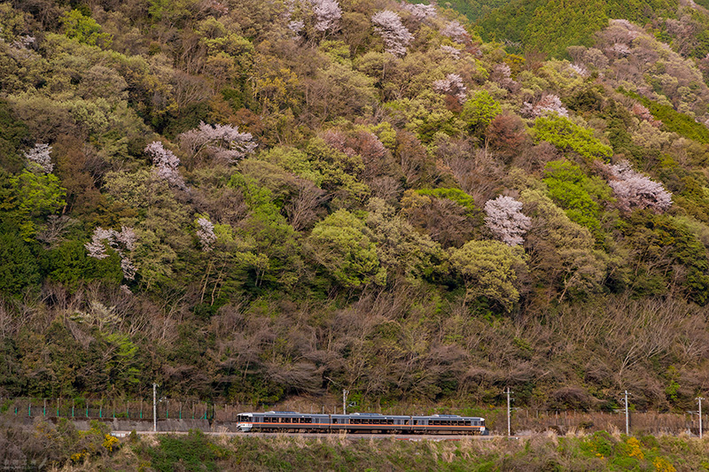 特急ワイドビューふじかわ９号